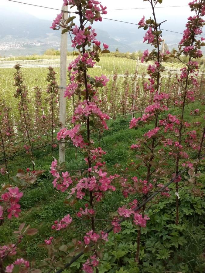 Agritur Rizzi Di Inama Ugo Villa Coredo Buitenkant foto
